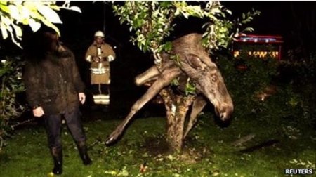 В Швеции с яблони сняли пьяного лося