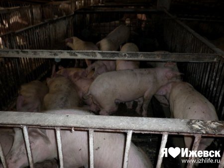 Этим летом Удмуртию едва не настигла свиная чума