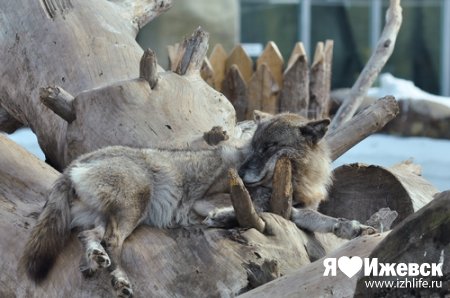 Весна в зоопарке Ижевска: у пернатых начались брачные игры