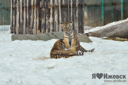 Весна в зоопарке Ижевска: у пернатых начались брачные игры