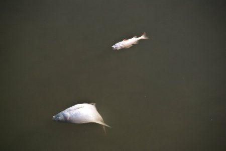 Массовая гибель рыбы произошла в Ижевском пруду