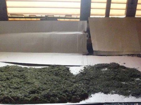 Пять кг марихуаны изъяли наркополицейские у жителя Удмуртии
