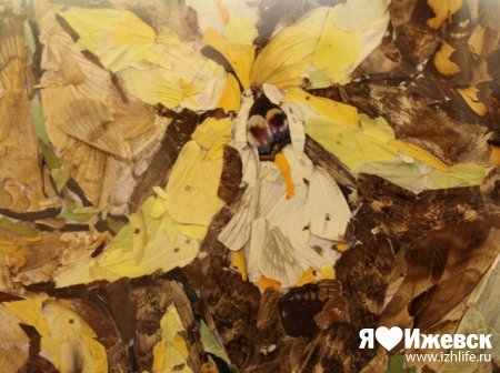 Картины, «написанные» крыльями бабочек, впервые представили в Ижевске