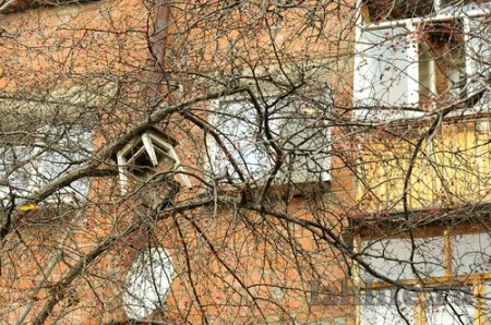 Фотофакт: на деревьях Ижевска растут табуреты