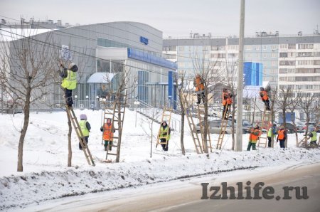 Фотофакт: коммунальщики Ижевска взобрались на деревья