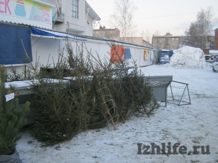 В Ижевске начали продавать настоящие елки