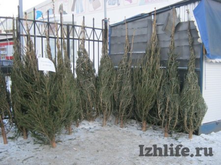 В Ижевске начали продавать настоящие елки