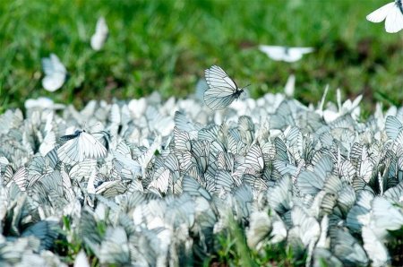 Фотофакт: фото бабочек из Удмуртии попало в журнал «National Geographic Россия»