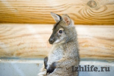 В зоопарке Ижевска поселились миниатюрные кенгуру