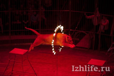 Международный цирковой фестиваль в Ижевске: стриптиз на арене и богатырь с бревном в 350 кг