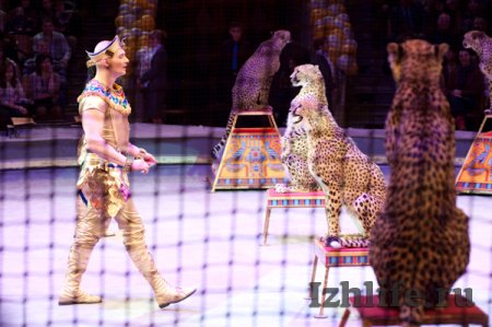 «Золото» циркового фестиваля в Ижевске взяли аттракционы со львами, гепардами и акробаты на подкидных досках