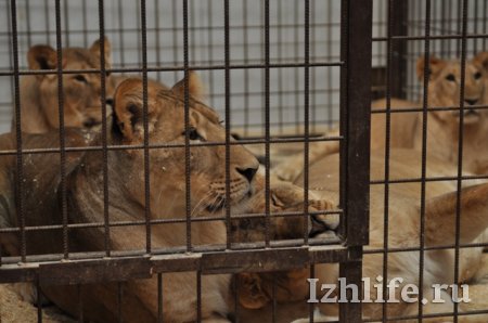 Дрессировщик Виталий Смолянец в Ижевске: львов не боятся только дураки