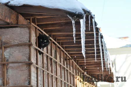 Фотофакт: мартовские коты и капель в Ижевске