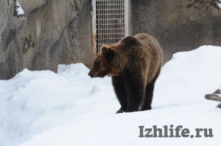 Весна идет: в ижевском зоопарке проснулись бурые медведи