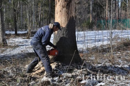 В Ижевске в парке Кирова вырубают и сжигают деревья