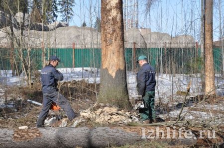 В Ижевске в парке Кирова вырубают и сжигают деревья