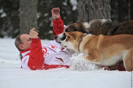 Фотофакт: Путин повалялся в снегу вместе с собаками