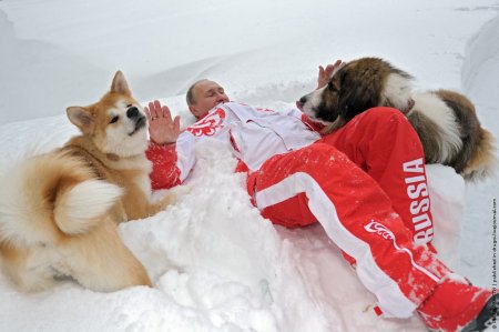 Фотофакт: Путин повалялся в снегу вместе с собаками