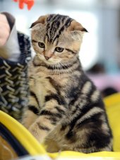 В Ижевске пройдет международная выставка кошек