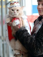 В Ижевске пройдет международная выставка кошек