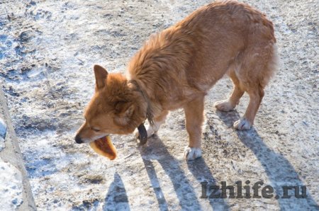 Подметание улиц и расправа над бездомной собакой: о чем сегодня утром говорят в Ижевске
