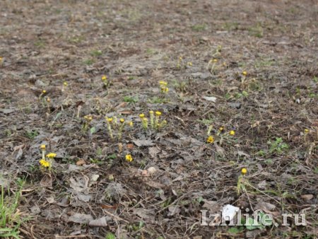 Фотофакт: в Ижевске распустились первые весенние цветы