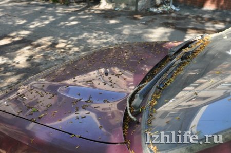 Липкая напасть: как ижевчанам спасти свое авто от тополиных чешуек