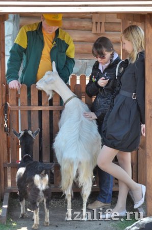 С какими животными могут поиграть дети в зоопарке Ижевска