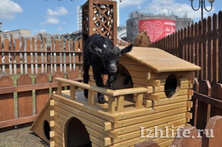 С какими животными могут поиграть дети в зоопарке Ижевска