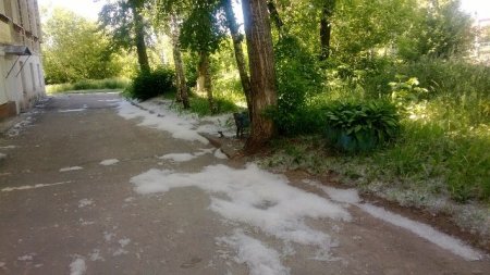Фотофакт: улицы Ижевска погрязли в тополином «пухо-снеге»