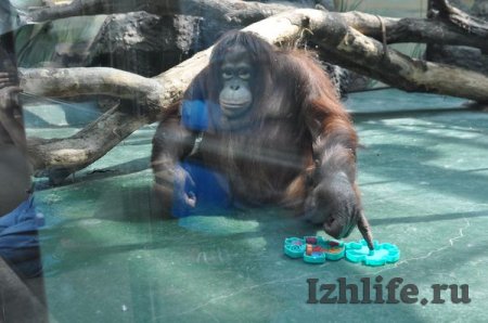 У орангутана Лолы из ижевского зоопарка появились игрушки