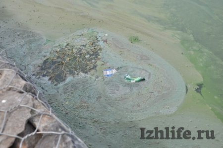 Количество сине-зеленых водорослей в Ижевском пруду побило все рекорды