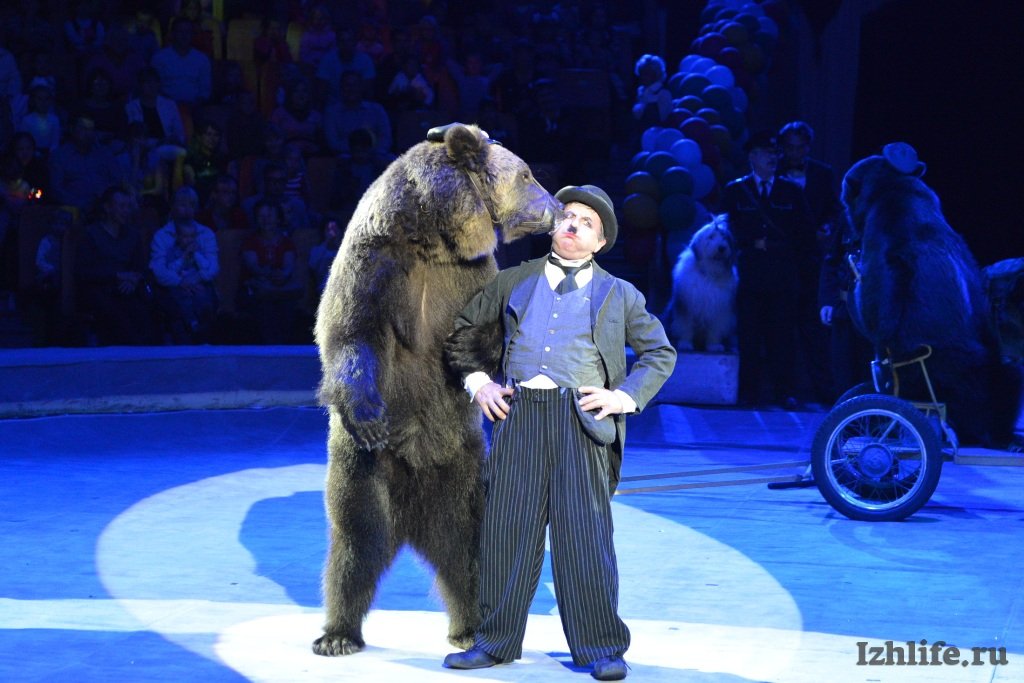 Песня танцующие медведи. Медведь в цирке. Медведь из цирка. Дрессированный медведь. Мишка в цирке.