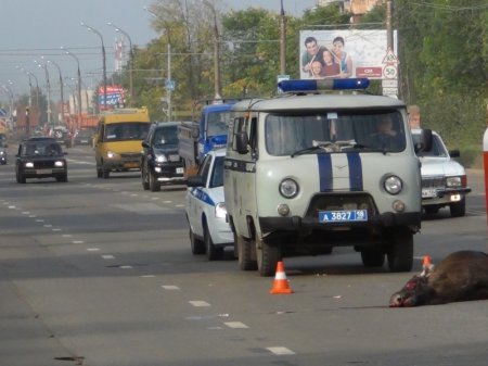 В Ижевске пассажирский автобус сбил лося