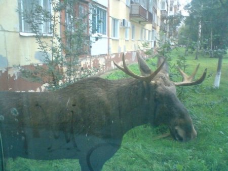 В Ижевске спасают лося: животное оставили ночевать на стоянке