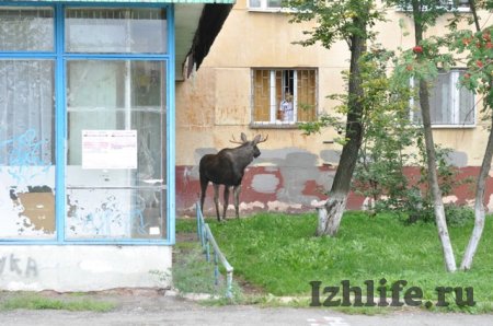 В Ижевске спасают лося: животное оставили ночевать на стоянке