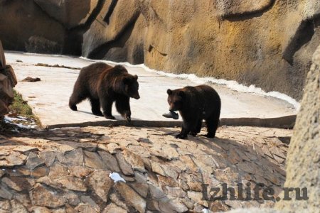 Как бурым медведям помогают готовиться к зиме в ижевском зоопарке