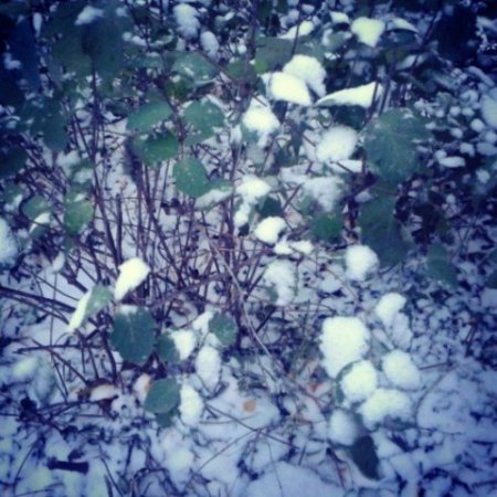 Снег, гололед и «день жестянщика»: о чем сегодня утром говорят в Ижевске