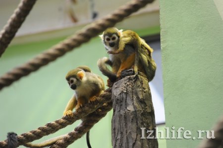 Фотофакт: четыре детеныша миниатюрной обезьянки саймири родились в ижевском зоопарке