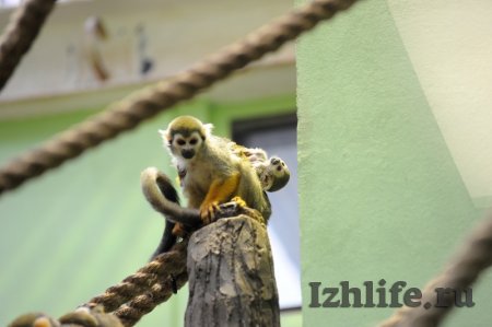 Фотофакт: четыре детеныша миниатюрной обезьянки саймири родились в ижевском зоопарке
