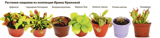 Цветущие охотники: школьница из Ижевска, собрала дома коллекцию растений-хищников