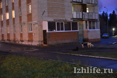 Опасное соседство: в Ижевске бездомные собаки серьезно искусали троих детей