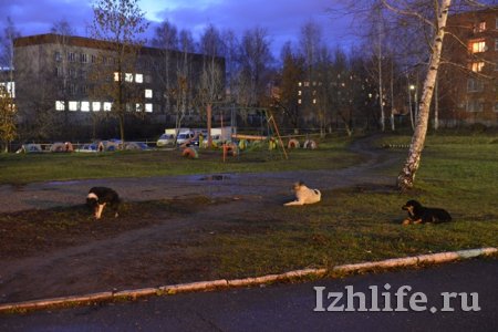Собаку, которая покусала школьников в Ижевске, усыпили