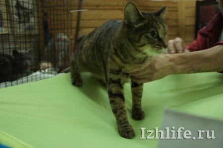 Выставка кошек в Ижевске: 5 самых редких пород для нашего города
