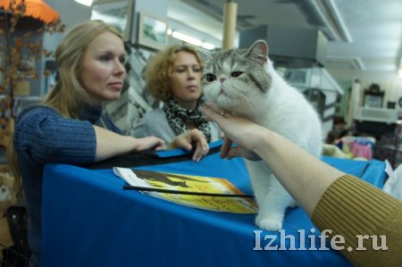 Выставка кошек в Ижевске: 5 самых редких пород для нашего города