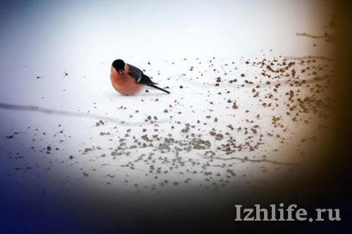 Фотофакт: в Ижевск прилетели снегири
