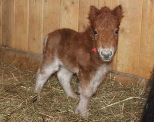 Миниатюрный пони родился в ижевском зоопарке