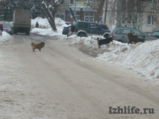 Крик о помощи: жители ул. Дзержинского в Ижевске страдают от своры собак