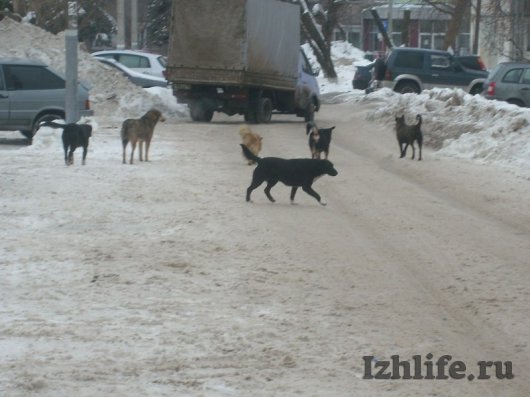 Крик о помощи: жители ул. Дзержинского в Ижевске страдают от своры собак