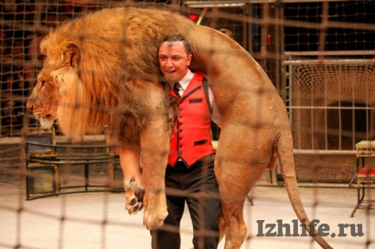 Золото циркового фестиваля в Ижевске получили аттракционы с животными